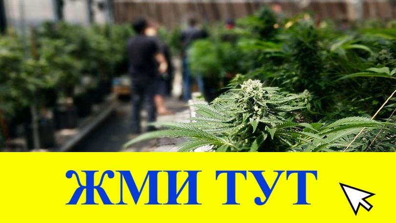 Купить наркотики в Фрязино